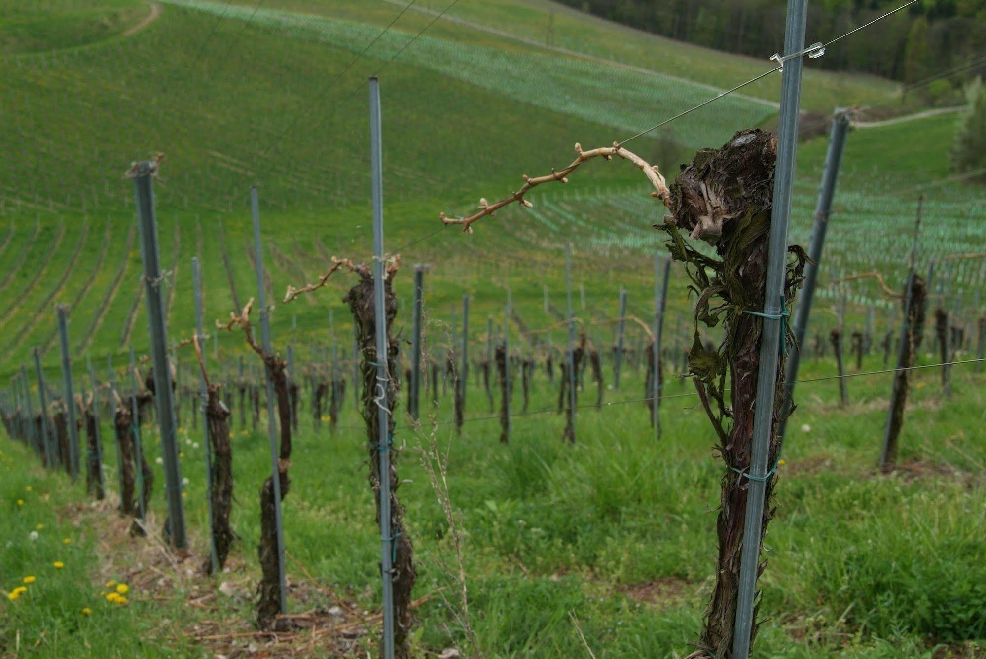 Weingut Primus Suedsteiermark ชปีลเฟลด์ ภายนอก รูปภาพ