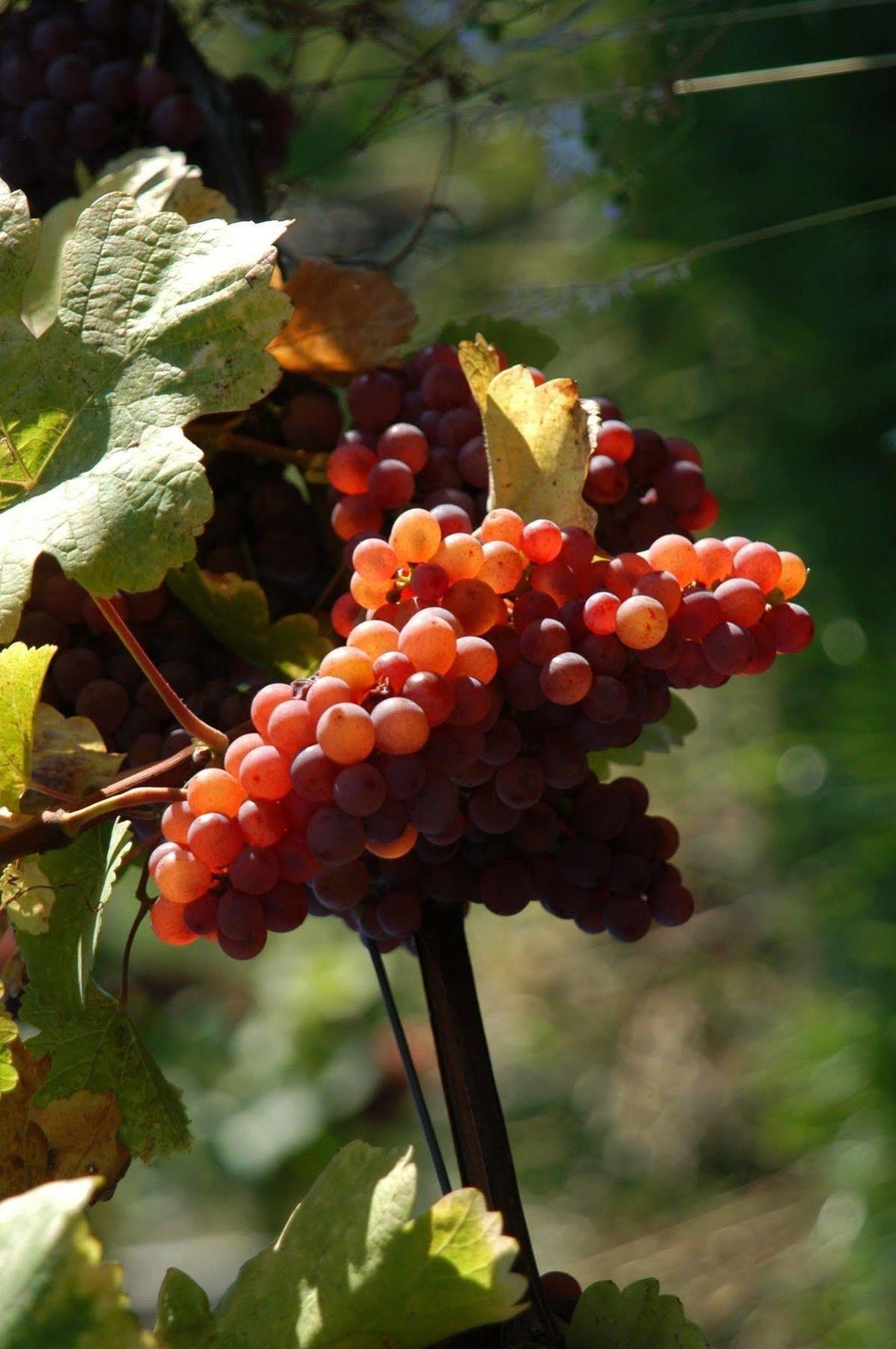 Weingut Primus Suedsteiermark ชปีลเฟลด์ ภายนอก รูปภาพ