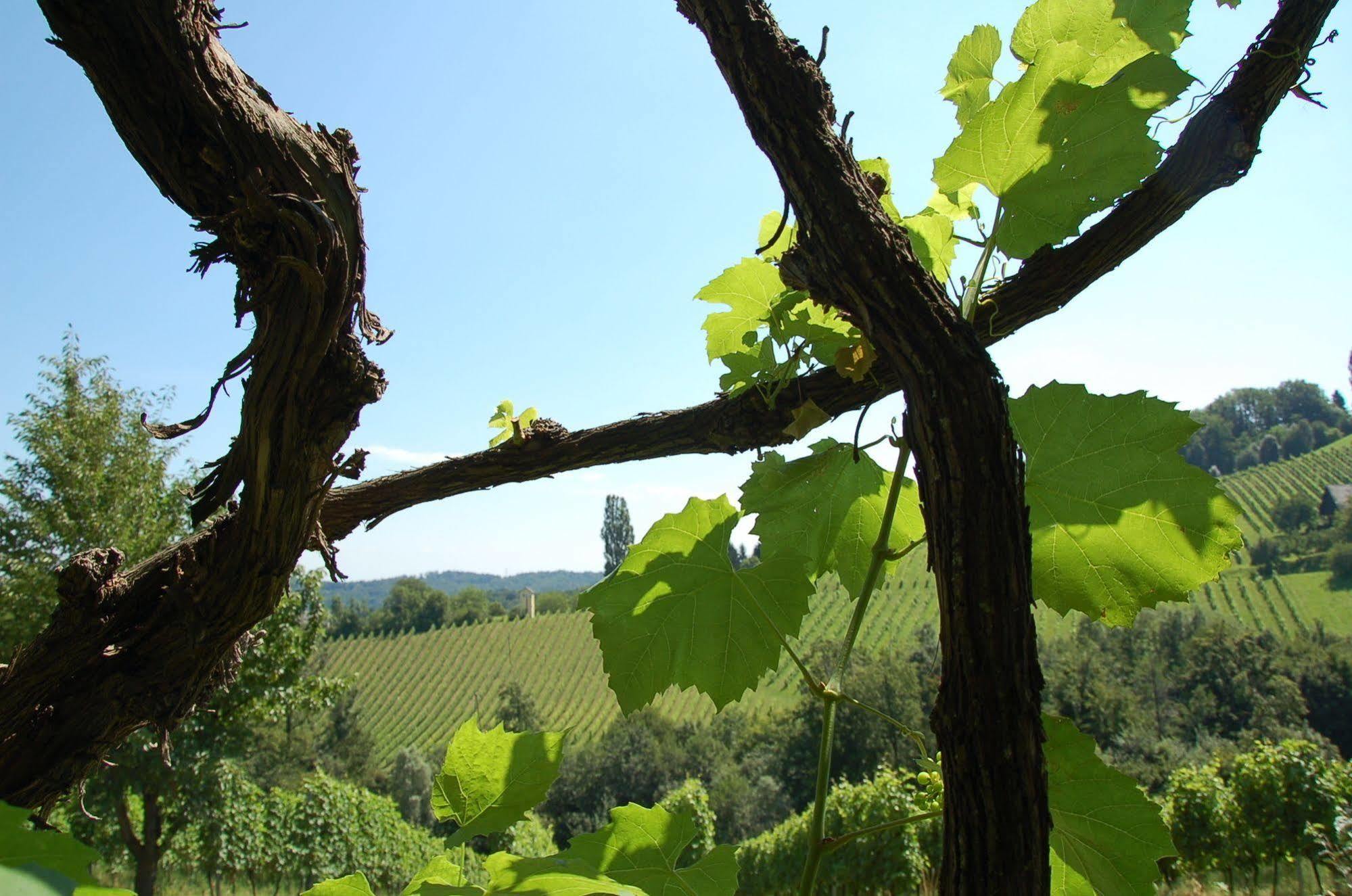 Weingut Primus Suedsteiermark ชปีลเฟลด์ ภายนอก รูปภาพ