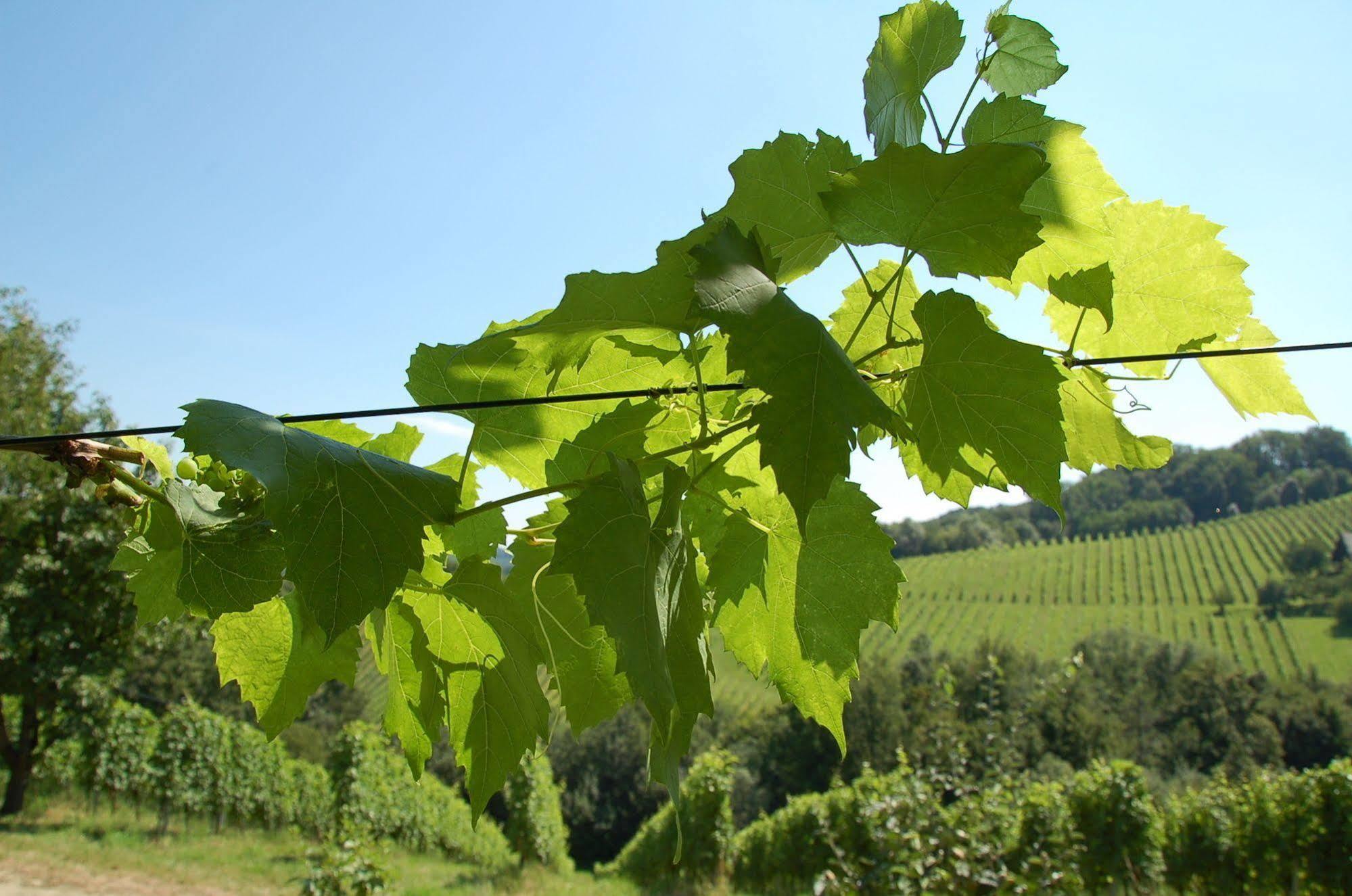 Weingut Primus Suedsteiermark ชปีลเฟลด์ ภายนอก รูปภาพ