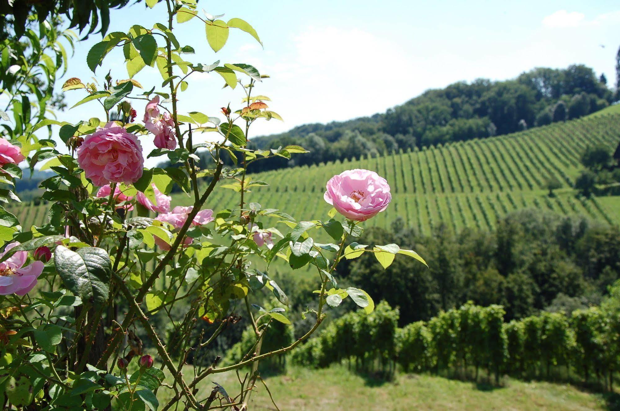 Weingut Primus Suedsteiermark ชปีลเฟลด์ ภายนอก รูปภาพ